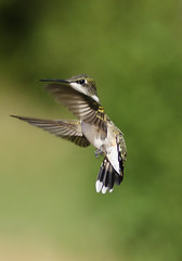 Hummingbirds 2010