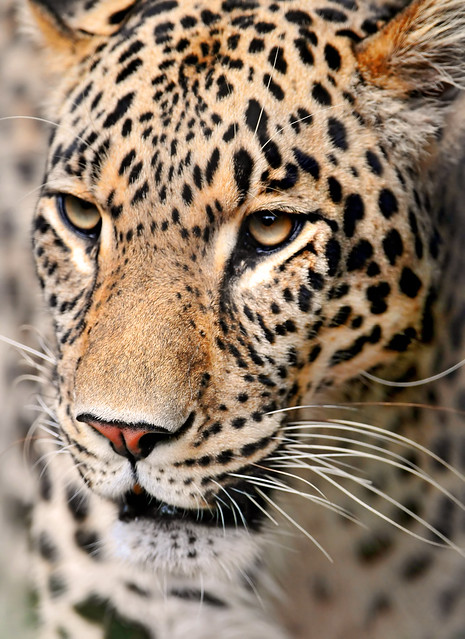 Portrait of the male leopard