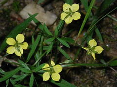 georgia wildflowers