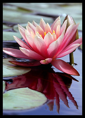 Water Lilies/Lotus
