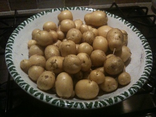 potato harvest!