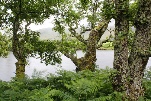 Alder trees, Alnus glutinosa, on the northern bank of the Kinlochewe River near the south-eastern end of Loch Maree.
