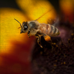 Blissful bees love pollen - a love story