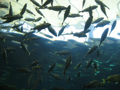 08/2010; The Florida Aquarium