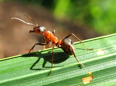 Carpenter Ant on Observation Post - Camponotus Ligniperda