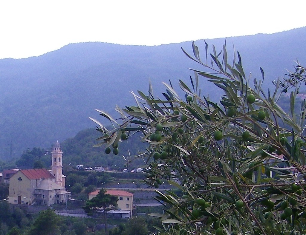 07SV Vado Ligure, Segno-San Bernardo: olive promesse.