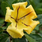 A large flower, Solandra maxima.