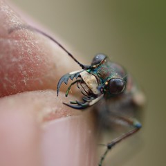 zandloopkevers (Cicindelidae)