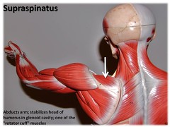 Supraspinatus - Muscles of the Upper Extremity