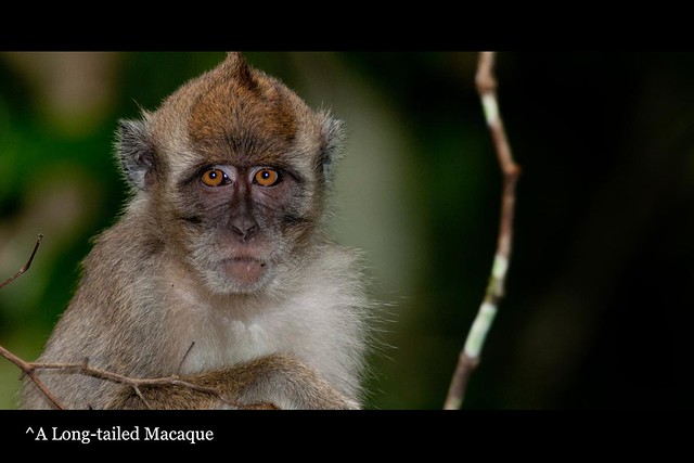 50_longtailedMacaque