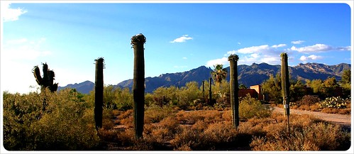 Tucson foothills cactei