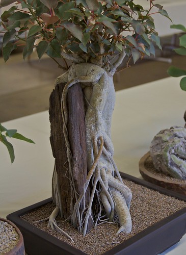 2010 Intercity Show: Bonsai Ficus by Cactus and Succulent Society of America