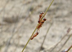 Hymenoptera: Ants