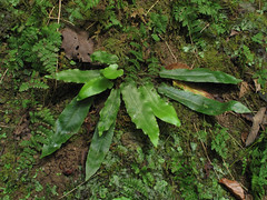 Asplenium scolopendrium var. americanum