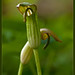 Candileja (arisarum vulgare)