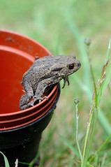 Toad in a pot