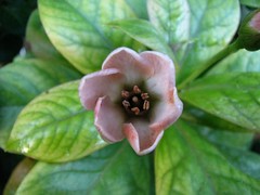 Primulaceae (Primrose family)