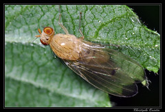 Diptera/Lauxaniidae