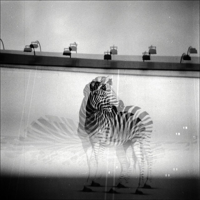 Zebra by Aaltra