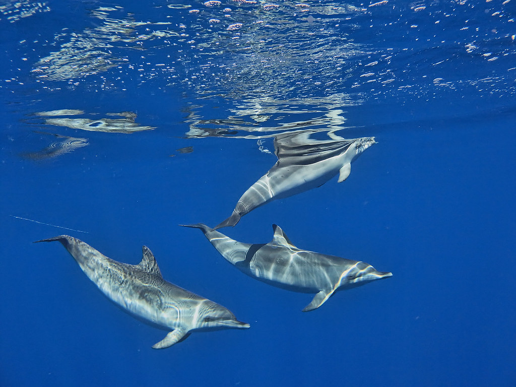 Madeira: Swimming with Dolphins...