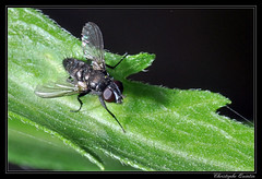 Diptera/Tachinidae