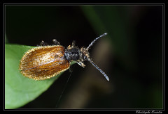 Coleoptera/Tenebrionidae