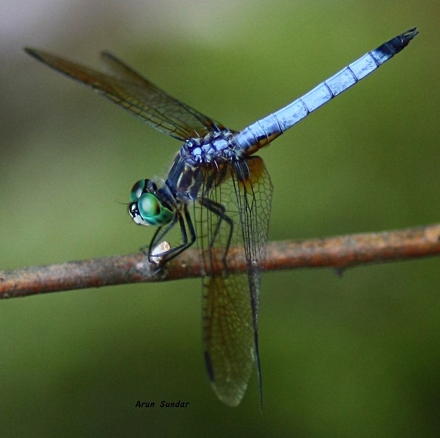Dragonfly macro | Fl