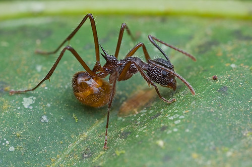 Dolichoderus sp. ant..IMG_2119 copy