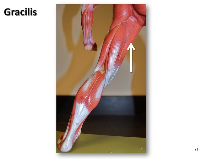 Gracilis - Muscles of the Lower Extremity Anatomy Visual Atlas, page 21