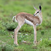 Springbok fawn
