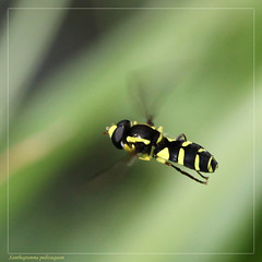 Wiltshire Hoverflies