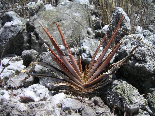 Aloe compressa schistophila by ch.deff