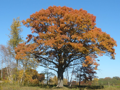My Favorite Oak Tree in Autumn