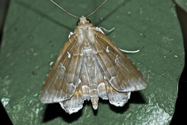 white-gold moth