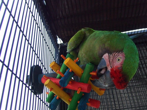 Image result for military macaw in cage