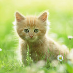 Cute Kitten by kitty.green66
