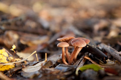 Mushrooms & fungi