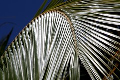 Coconut trees - abstract