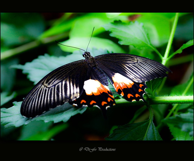 Butterfly Effect 2 EXPLORE It's called the butterfly principle