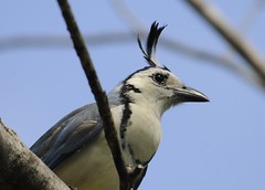 White-throated Magpie-Jay - Calocitta formosa
