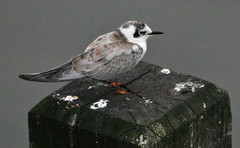 White-Winged Black Tern - The Serpentine, Hyde Park - Tuesday 28th September 2010 