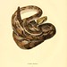 010-Crotalus durissus-North American herpetology…1842-Joh Edwards Holbrook