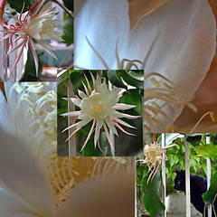 epiphyllum queen of the night