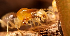 Termites (Guyana)