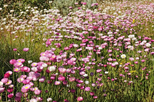 Kings Park Wild Flower