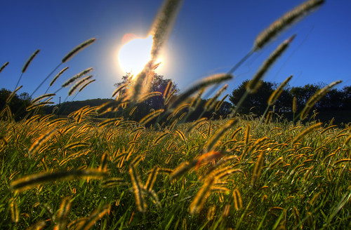 sun grass