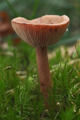 Photographing Fungi at Dawyck