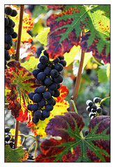 Vignes et raisins 