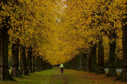 Biking down Lime Tree Avenue in the Autumn