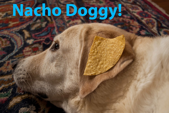 nacho doggy!